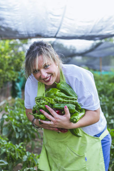 Jardineiro em avental mostrando pimentas verdes na câmera — Fotografia de Stock