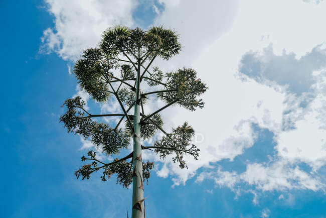 Grande poupe verte d'agave sur ciel nuageux bleu — Photo de stock