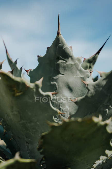 Foglie di agave verde in crescita con spine alla luce del giorno su sfondo sfocato — Foto stock