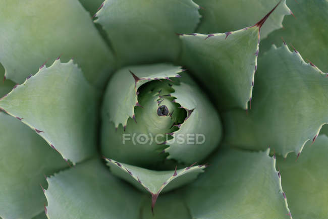 From above growing green agave leaves with thorns in daylight — Stock Photo
