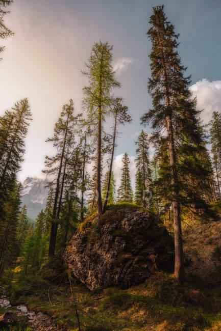 Pintoresco paisaje con gran roca redonda rodeada de altos pinos verdes en el bosque en Dolomitas, Italia — Stock Photo