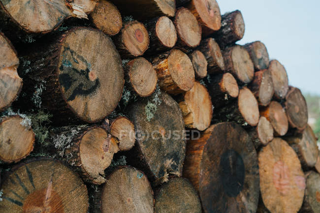 Bunch of chopped round logs stacked on street in daylight — Stock Photo