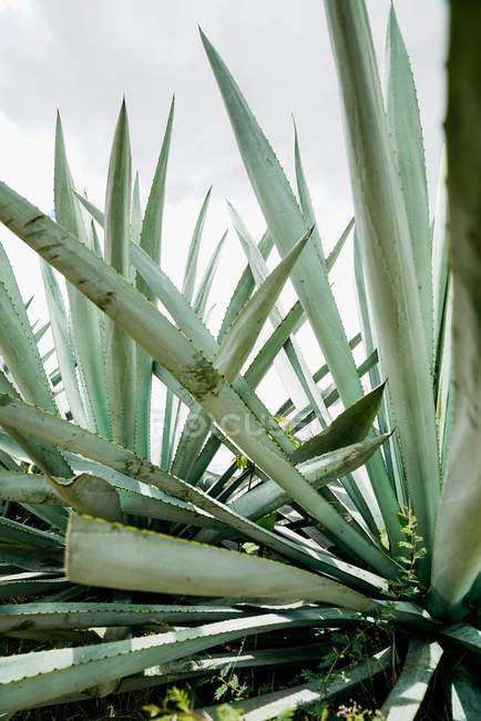 Growing spiky green agave leaves in daylight — Stock Photo