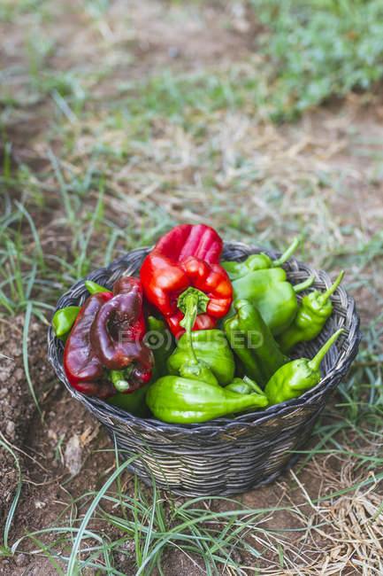 Green and red peppers in basket in garden — Stock Photo