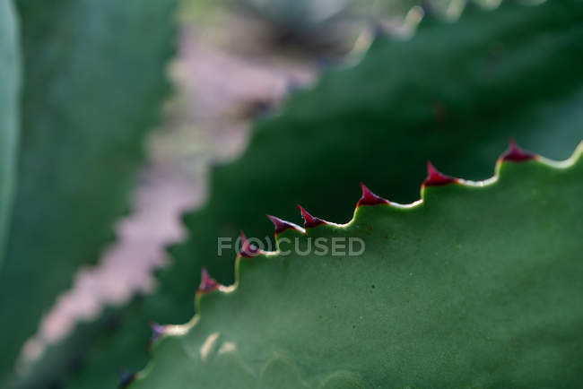 Primo piano di foglie di agave lucenti in crescita con spine alla luce del giorno — Foto stock