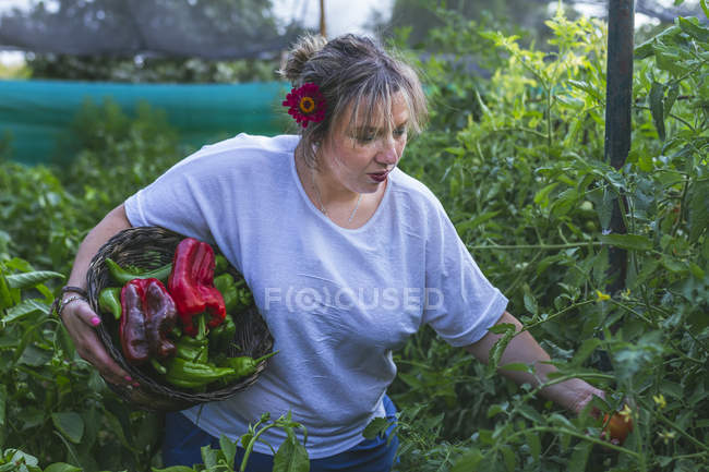 Gärtner im Vorgarten erntet Gemüse aus Sträuchern im Korb — Stockfoto