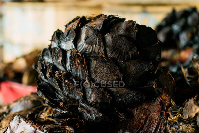Nahaufnahme einer geschnittenen Agavenpflanze im Destillationsprozess auf unscharfem Hintergrund — Stockfoto