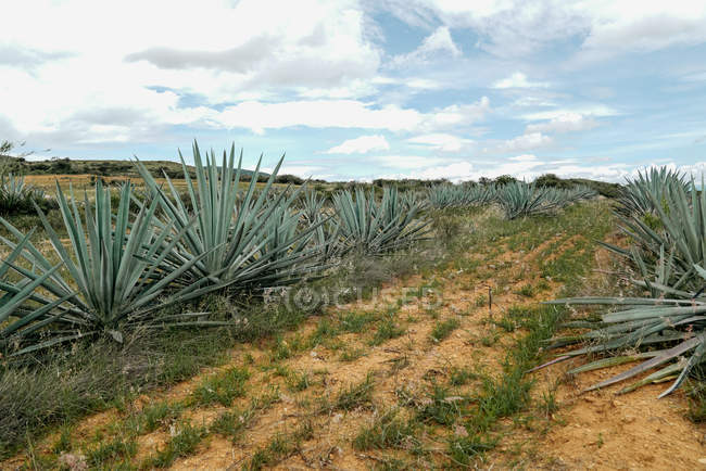 Bunch of growing agave with green leaves on cloudy daytime — Stock Photo