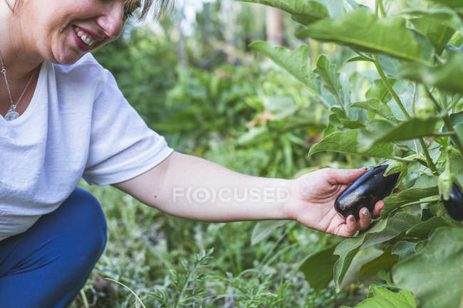 Glossy eggplant growing in green garden. - foto de stock