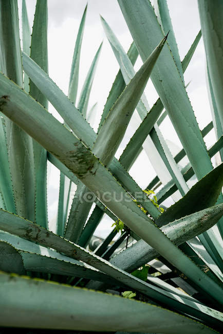 Зростаюча колючі зелені агави листя денного світла — стокове фото