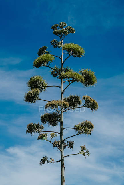 Hohes grünes Heck der Agavenpflanze über blauem bewölkten Himmel — Stockfoto