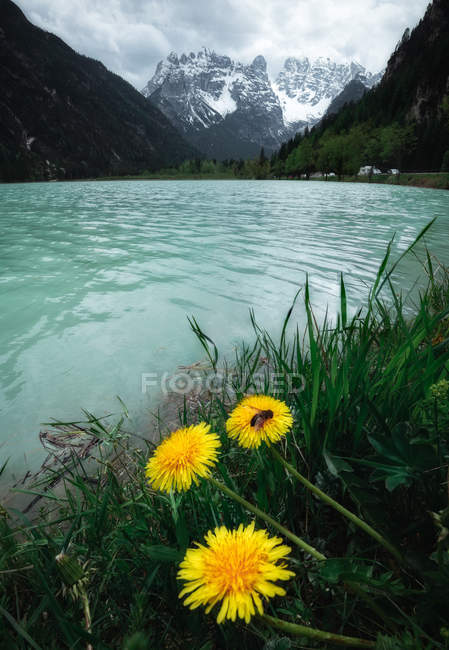 Bee sitting on bright yellow dandelion growing on shore of serene river surrounded by snowy mountains and dark forest in Dolomites, Italy — Stock Photo