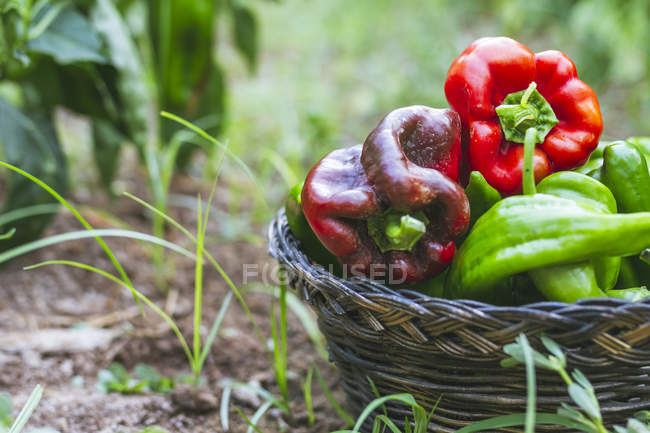 Pimientos verdes y rojos en cesta en el jardín - foto de stock