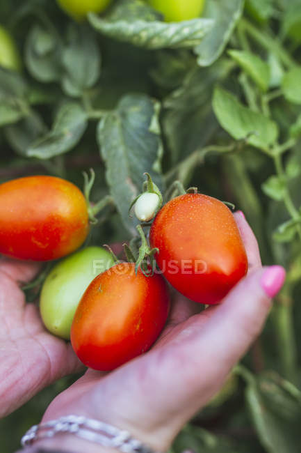 Von oben hält ein Gärtner ein Bündel reifender Tomaten in der Hand und zeigt es der Kamera — Stockfoto