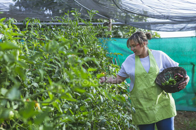 Jardineiro em avental colhendo legumes de arbustos em cesta — Fotografia de Stock