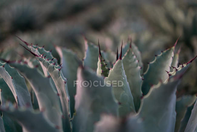 Hojas de agave azul en crecimiento con espinas a la luz del día sobre fondo borroso - foto de stock