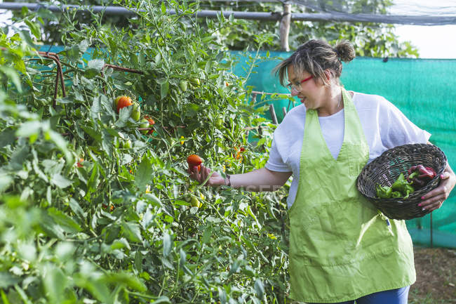 Side view of pleased woman in green apron picking tomatoes from lush bushes to wicker basket full of peppers in garden — Stock Photo
