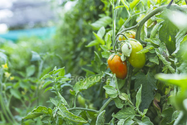 Fresh organic red and green peppers growing on green bush in garden — Stock Photo