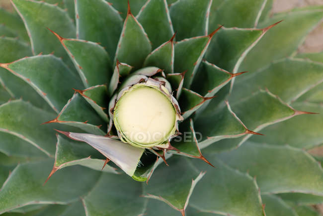 From above growing green agave leaves with thorns in daylight — Stock Photo