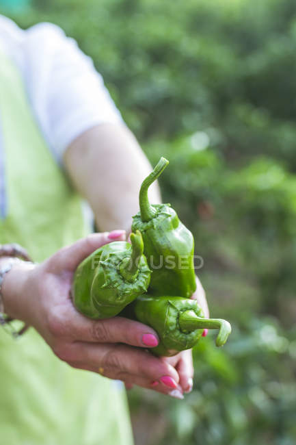 Gardener in apron showing green peppers at camera — Stock Photo