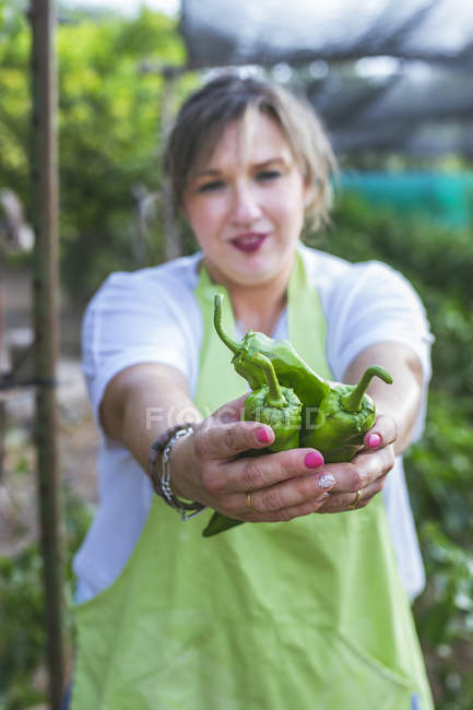 Reife grüne Paprika mit Stiel in den Händen der Gärtnerin in grüner Schürze im Garten — Stockfoto