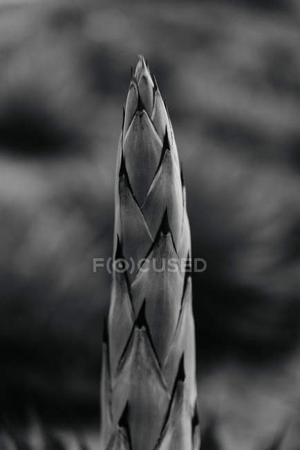 Fragmento de broto suculento sobre fundo desfocado de terras agrícolas, preto e branco — Fotografia de Stock
