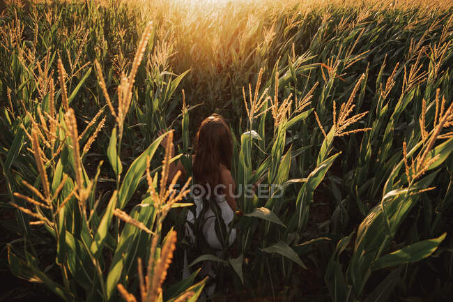 Vista posteriore del bambino tra le spighe mature mature di grano in contrasto con la luce solare nel campo — Foto stock
