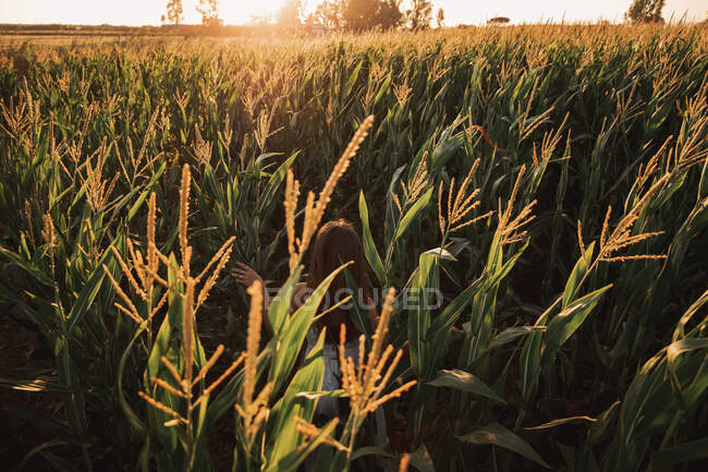 Visão traseira da criança entre orelhas maduras maduras de trigo em contraste com a luz solar no campo — Fotografia de Stock