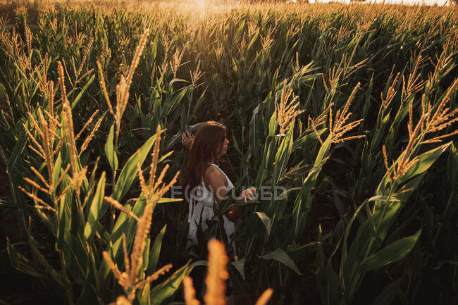 Vista posteriore del bambino tra le spighe mature mature di grano in contrasto con la luce solare nel campo — Foto stock