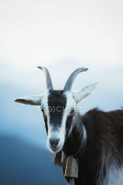 Primer plano de cabra de pie en las montañas brumosas de los Pirineos - foto de stock