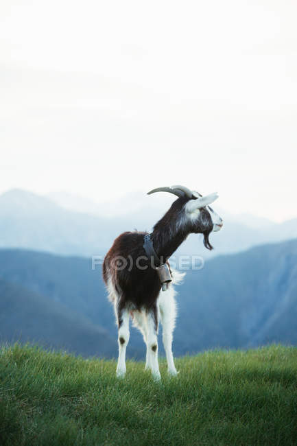 Cabra pastando en el prado en las montañas de los Pirineos - foto de stock