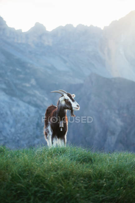 Козел пасущийся на лугу в Пиренеях — стоковое фото