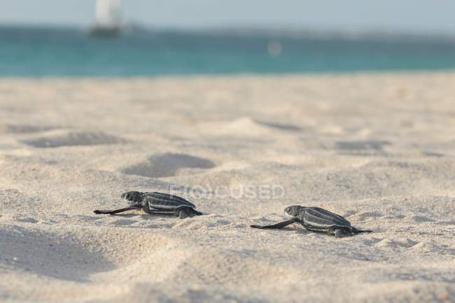 Bonito pequeno bebê tartarugas rastejando na praia de areia para água azul-turquesa — Fotografia de Stock