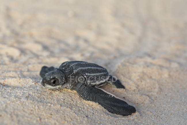 Tartaruga bebé rastejando na areia para a água — Fotografia de Stock