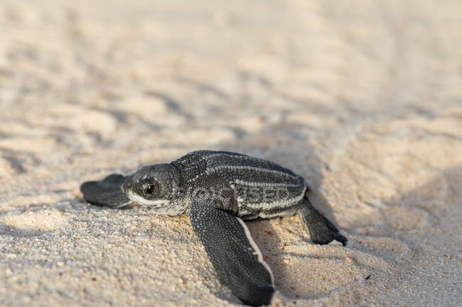 Baby turtle crawling on sand to water — Stock Photo