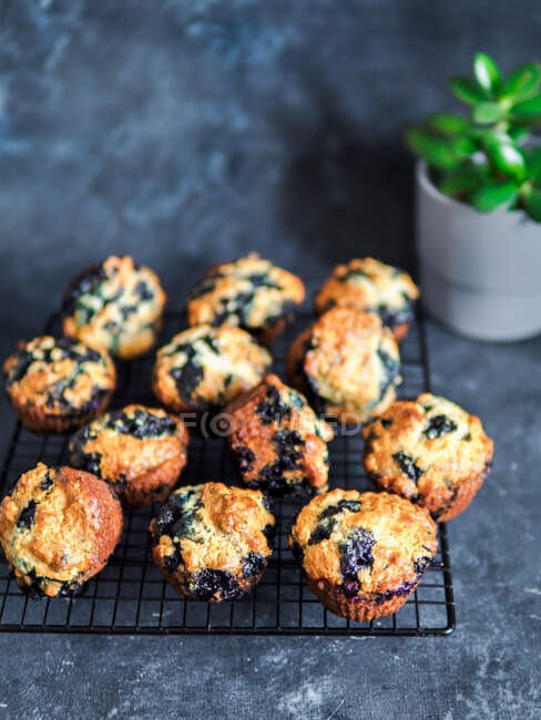 Homemade vegan blueberry muffins on cooling rack over dark background. Vertical. Copy space for text or design. — Stock Photo