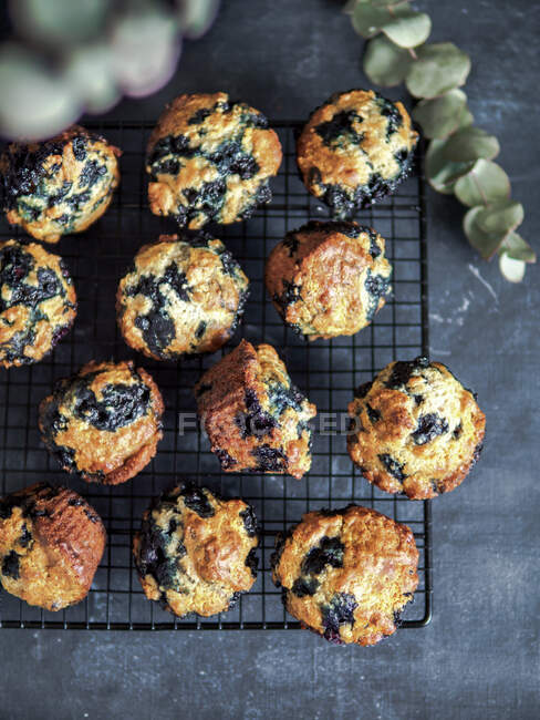 Homemade vegan blueberry muffins on cooling rack over dark background. Vertical. Top view or flat lay. — Stock Photo