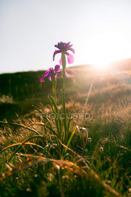 Tender landscape of charming pink flower growing under bright sunlight in mountain valley — Stock Photo