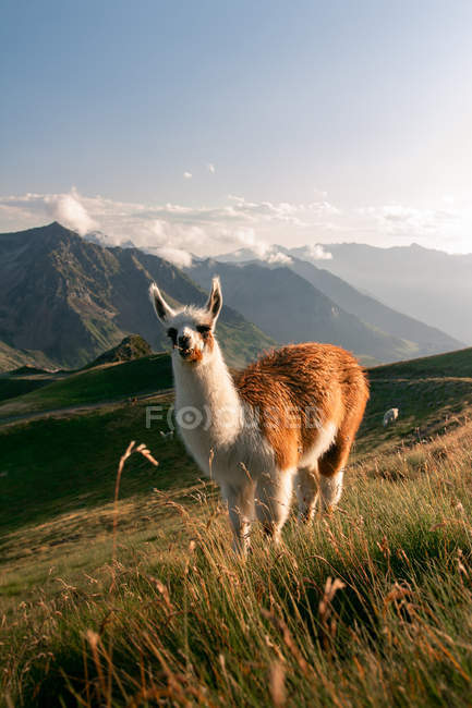 Des lamas aux taches blanches et brunes pelucheux et curieux regardant la caméra et broutant dans l'herbe sèche dans la vallée sous la montagne — Photo de stock