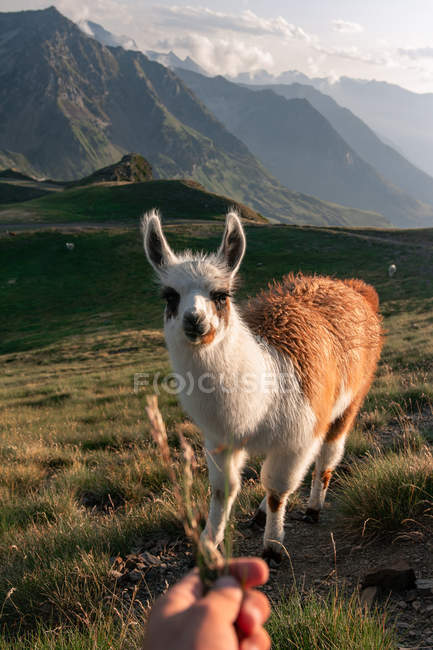 Feeding Fluffy white and brown spot lama with curiosity looking at camera and grazing in dry grass in valley under mountain — Stock Photo