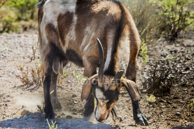 Cabra com chifre quebrado forrageando em pastagem rural remota no verão — Fotografia de Stock