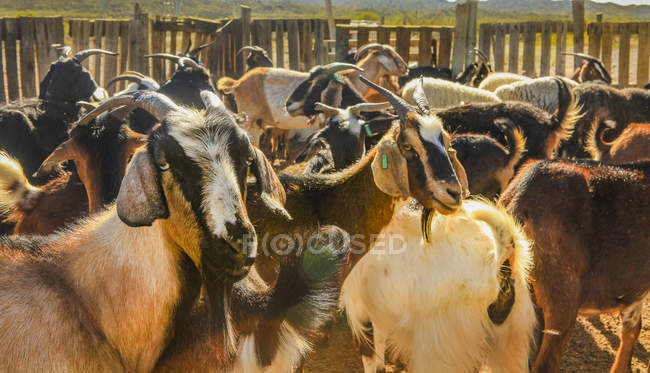 Rebaño de cabras manchadas que se reúnen en la granja en el paddock en el rancho a la luz del sol de verano - foto de stock