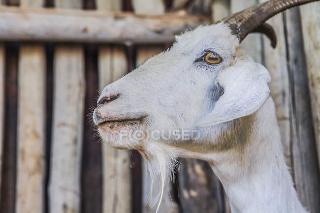 Vista basso angolo di bianco calmo capra contro recinzione in legno di fattoria rurale su sfondo sfocato — Foto stock