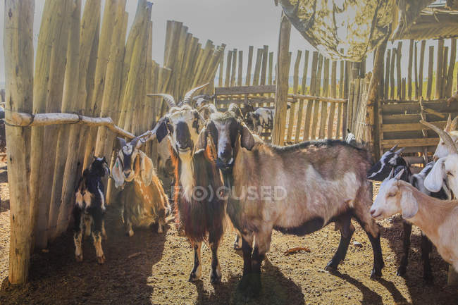 Troupeau de chèvres tachetées se rassemblant à la ferme dans le paddock sur le ranch en été — Photo de stock