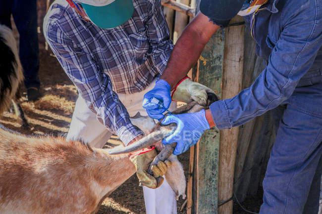 Vista recortada de los agricultores masculinos con guantes azules que gotean medicamentos en los ojos de las cabras - foto de stock