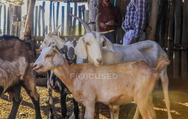 Herd of spotted goats and male farmers gathering in farm in paddock on ranch land in summer daylight — Stock Photo