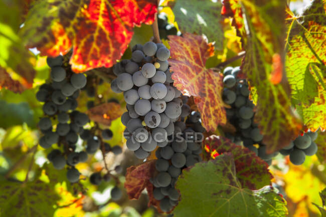 Ripe blue wine grape bunches with lush foliage growing on bushes at vineyard in summer — Stock Photo