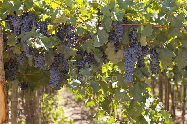 Стиглі блакитні винні букети винограду з пишним листям, що ростуть на кущах на винограднику влітку — стокове фото