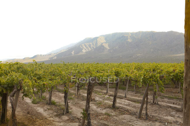 Rangée de buissons avec des feuilles vertes sur la plantation de raisin contre la colline en automne — Photo de stock