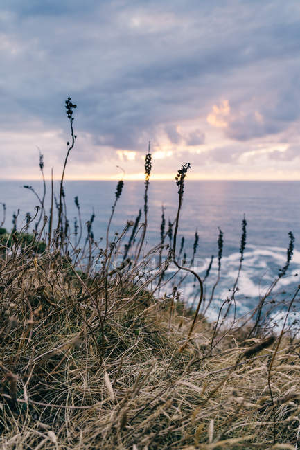 Costa com grama seca perto do mar tempestuoso na noite nublada durante o pôr do sol bonito — Fotografia de Stock